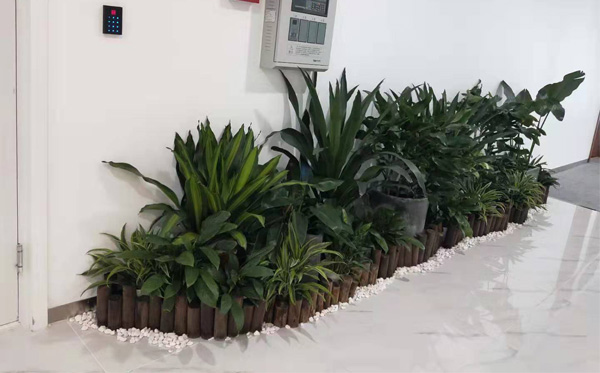 銀行綠植租賃